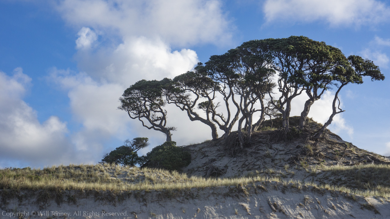 Pakiri Dunes: Photograph by Will Tenney