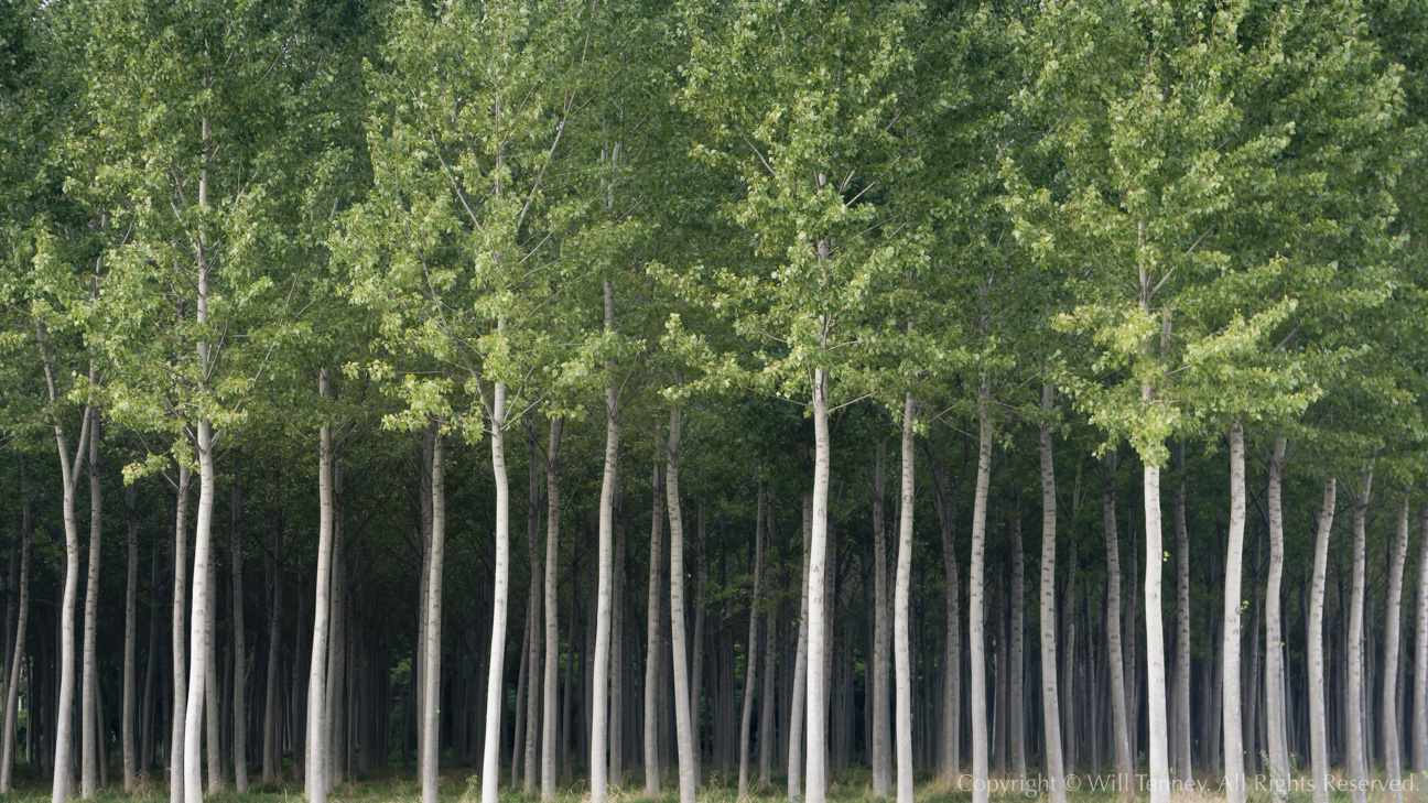 Poplar Plantation: Photograph by Will Tenney