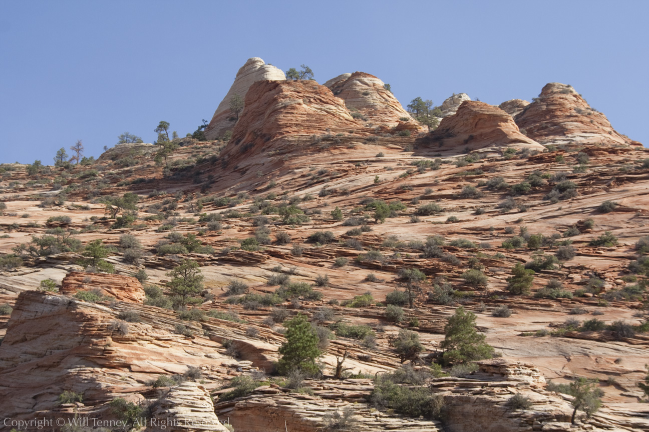 Zion Morning: Photograph by Will Tenney