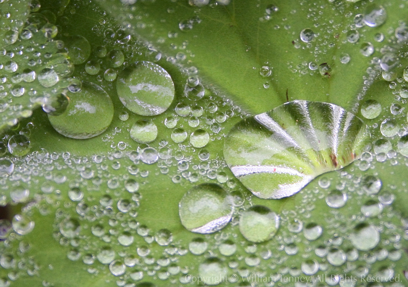 After the Rain: Photograph by Will Tenney