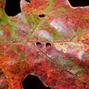 Fall Oak Leaf button