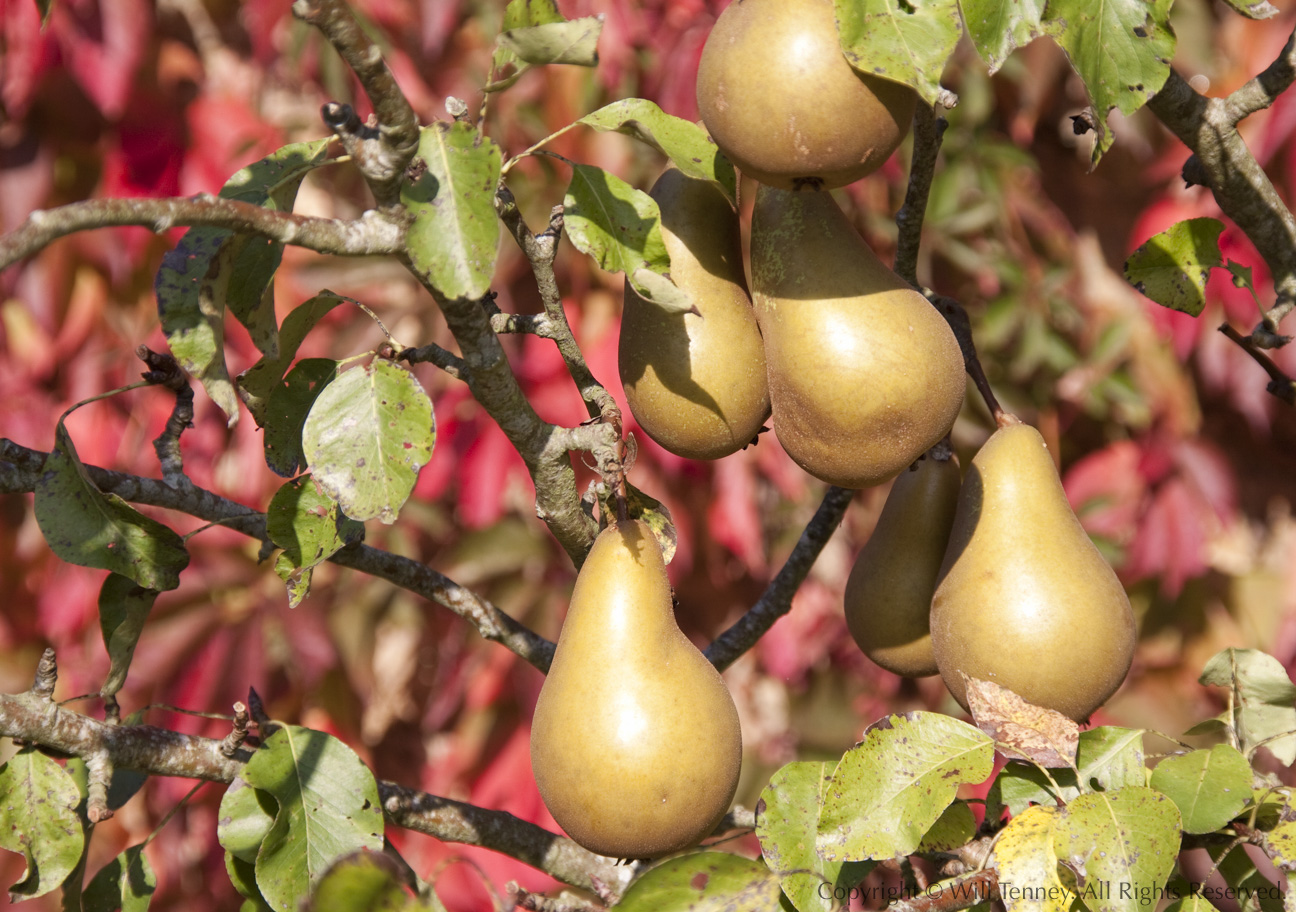 Kergoalec Pears: Photograph by Will Tenney