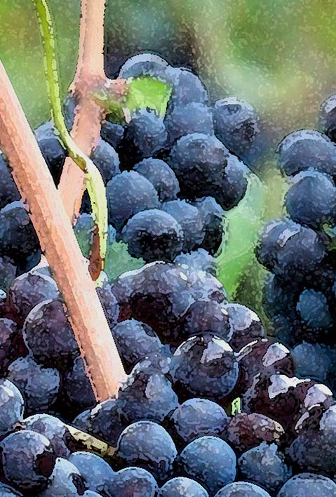 Brunello Di Montalcino: Photograph by Will Tenney
