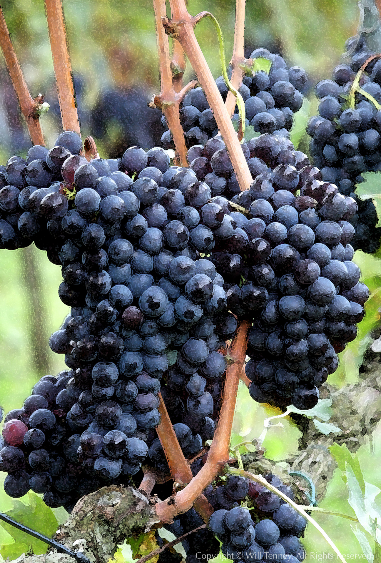 Brunello Di Montalcino: Photograph by Will Tenney