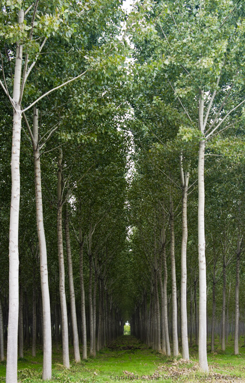 Poplar Grove: Photograph by Will Tenney