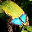 Blue Morpho button