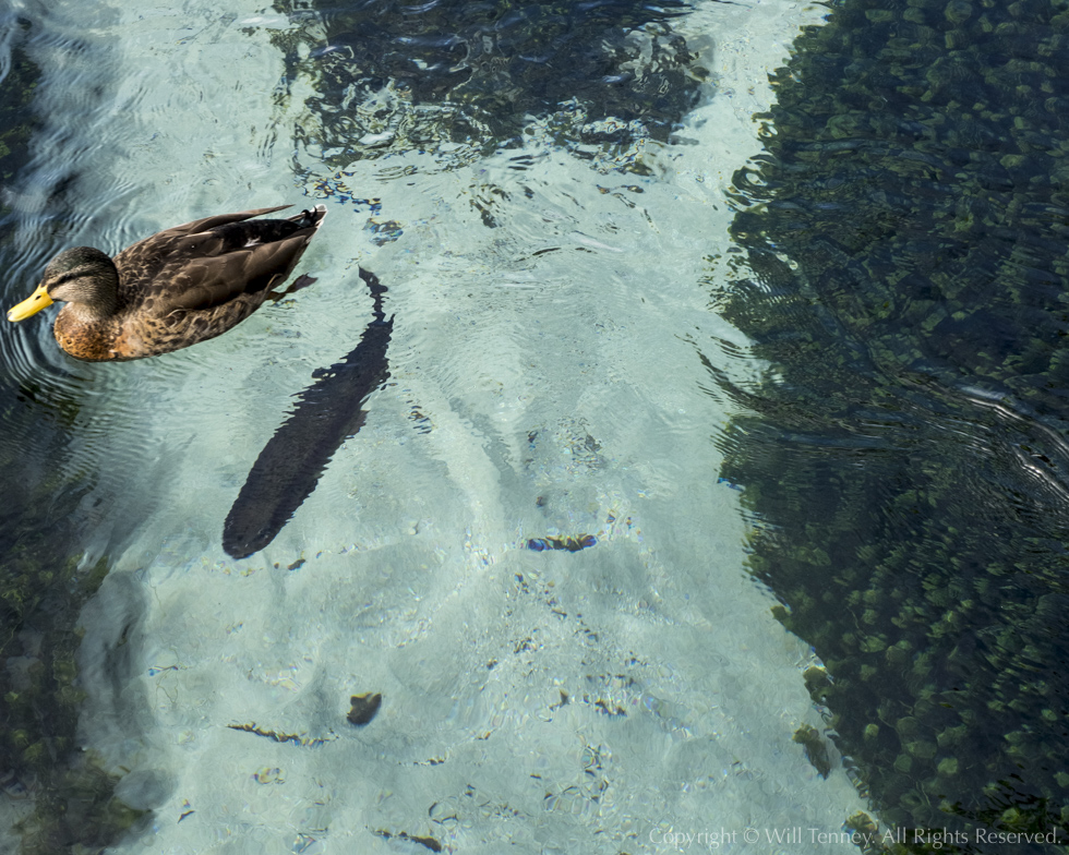 Duck Shadow: Photograph by Will Tenney