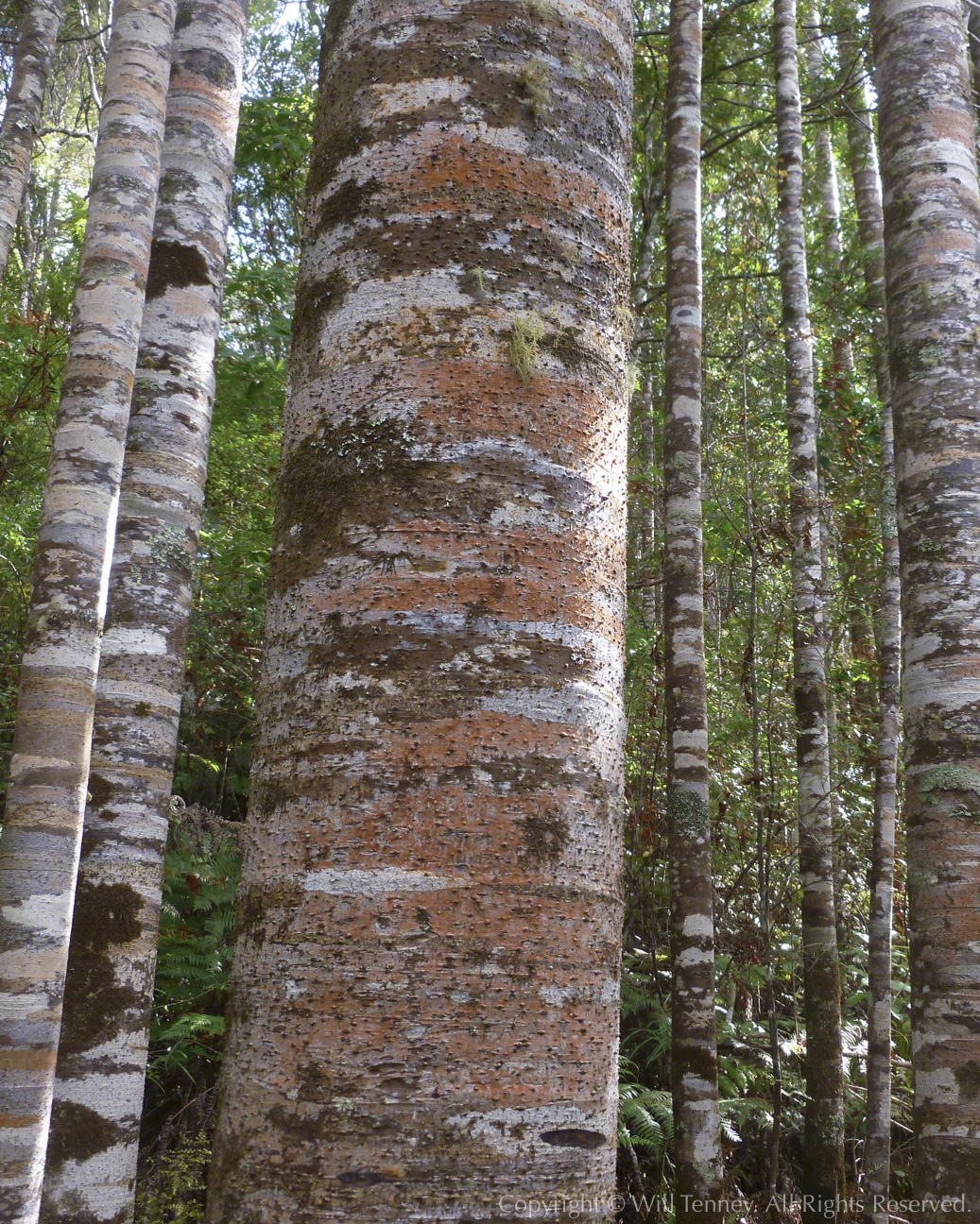Kauri Trunks: Photograph by Will Tenney