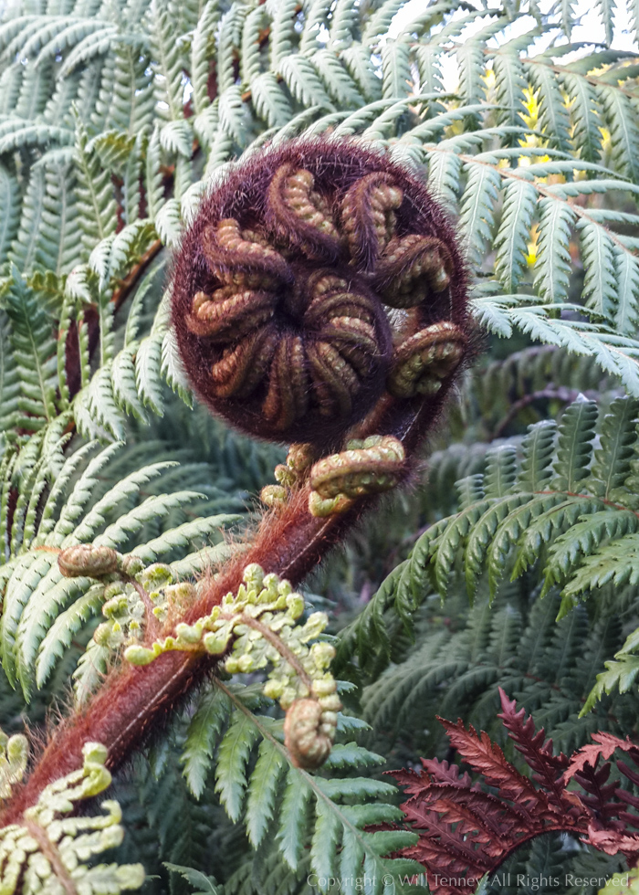 Koru: Photograph by Will Tenney