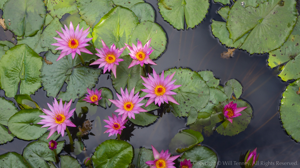 Lilies at Brick Bay: Photograph by Will Tenney