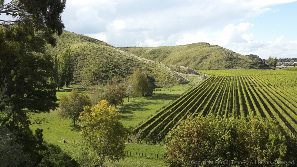 Mission Estate Vineyards: Photograph by Will Tenney