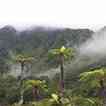 Misty Tree Ferns button