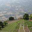 Mountain Fields button