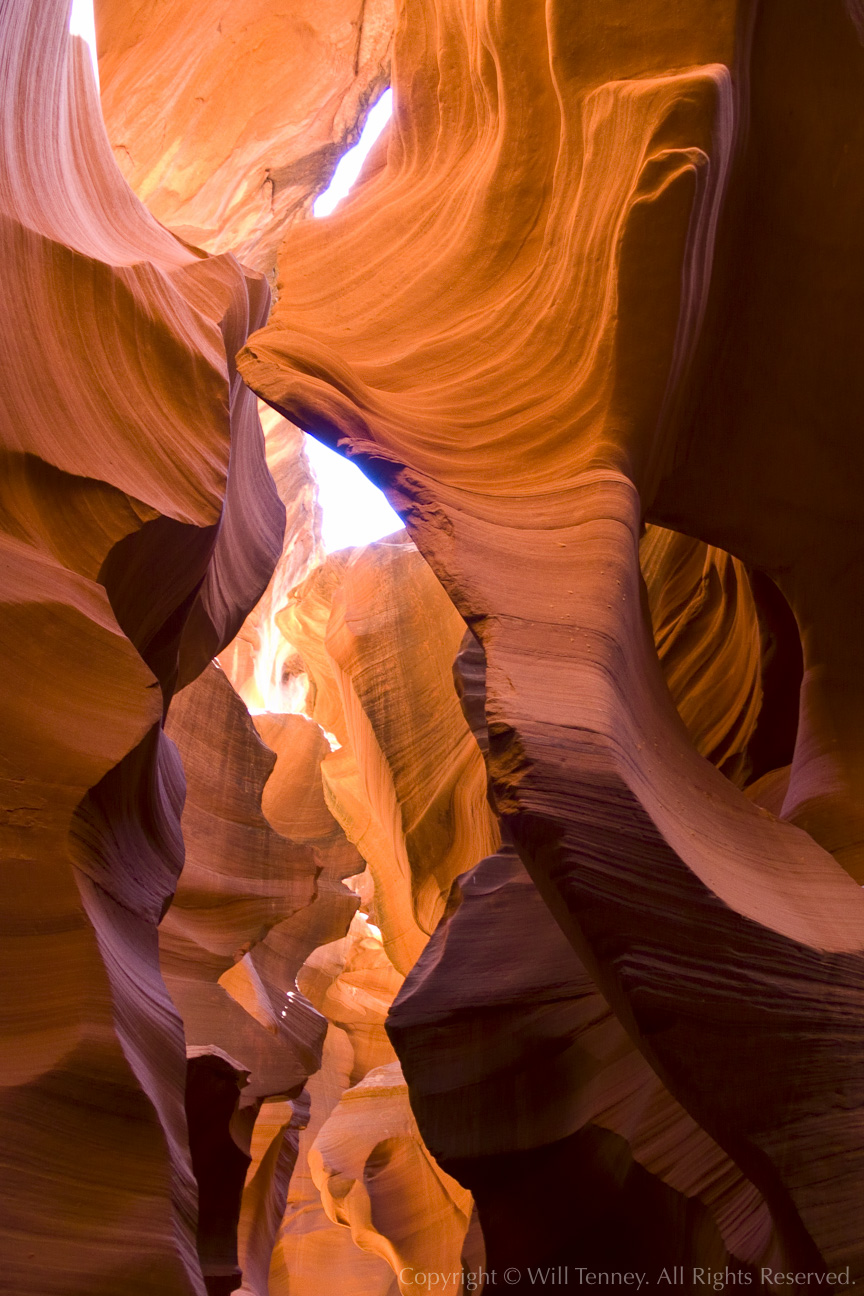 Dancing Antelope 1: Photograph by Will Tenney