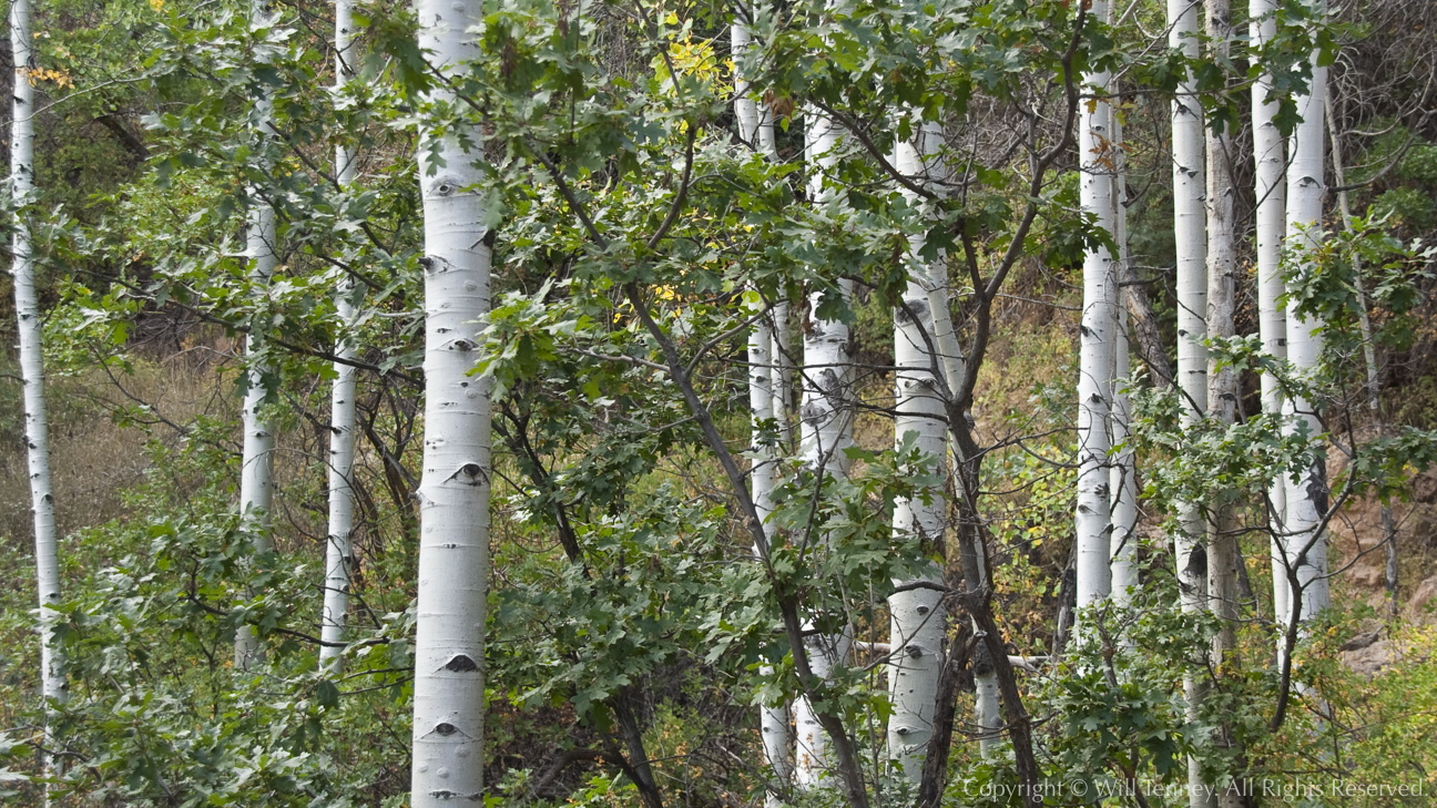 On the North Kaibab Trail: Photograph by Will Tenney