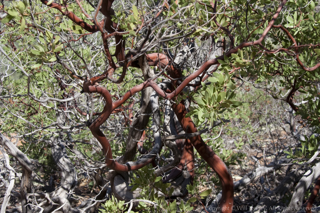 Sedona Manzanita: Photograph by Will Tenney