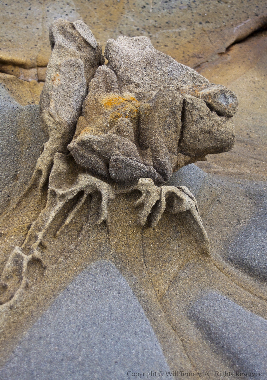 Bean Hollow Tafoni #1: Photograph by Will Tenney