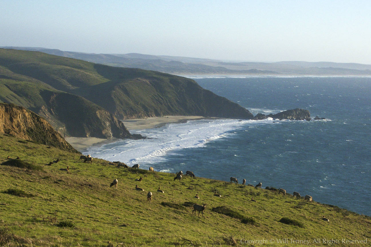 Grazing on the Coast: Photograph by Will Tenney