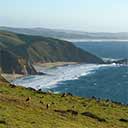 Grazing on the Coast Button