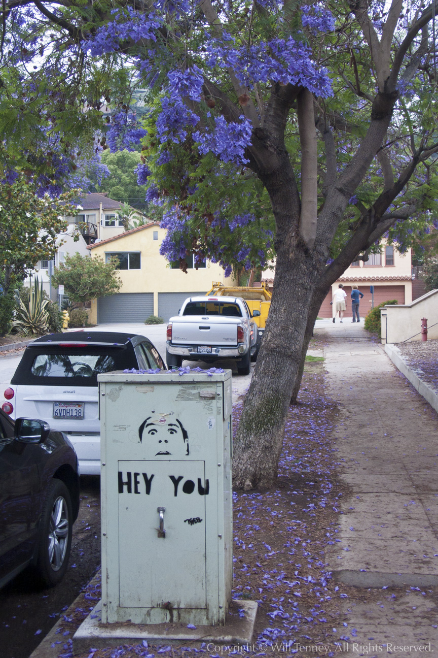 Hey You Jacaranda: Photograph by Will Tenney