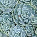 Huntington Succulents Button