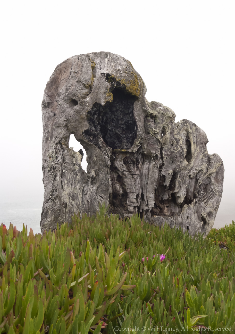 It’s Only Driftwood: Photograph by Will Tenney