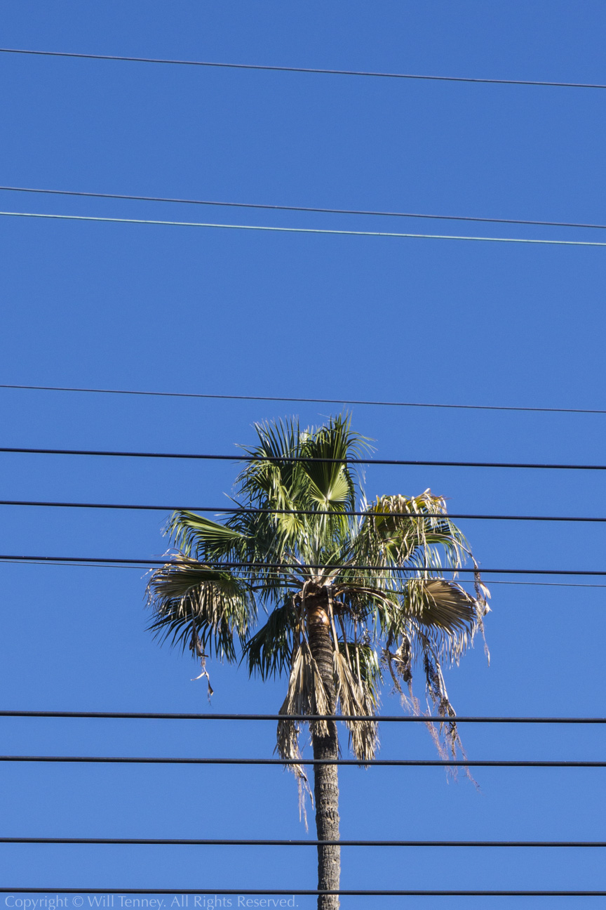 Palm on the Ropes: Photograph by Will Tenney