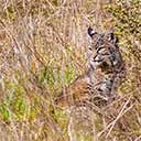 Pt Reyes Bobcat Button