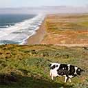 Pt Reyes Coastline Button