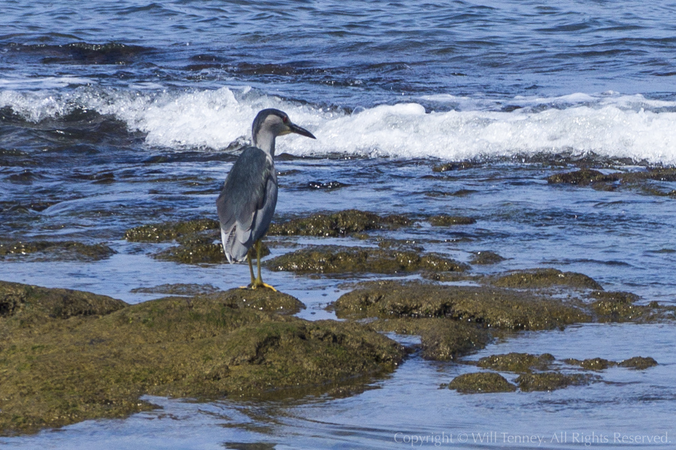 Auku‘u Hunting: Photograph by Will Tenney