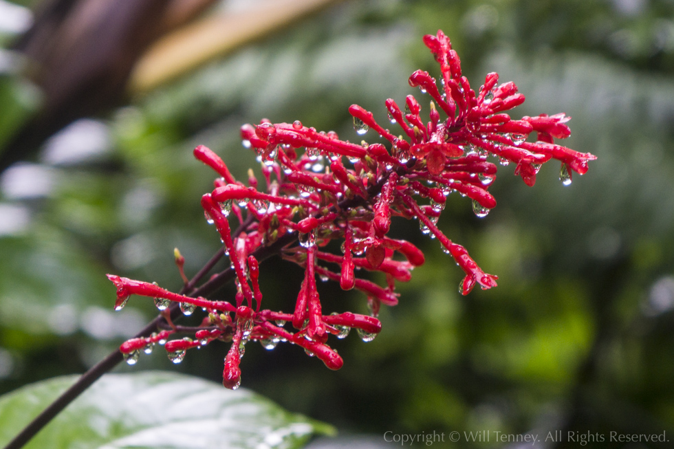 Brazilian Firespike: Photograph by Will Tenney