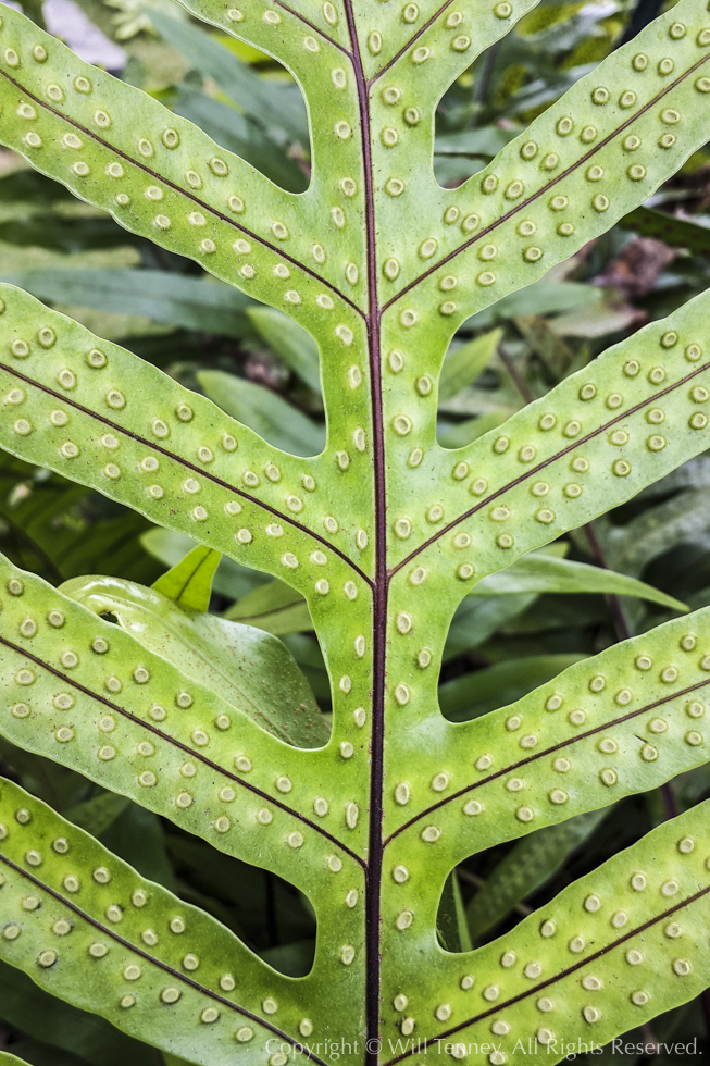 Fern Sporangia 1: Photograph by Will Tenney