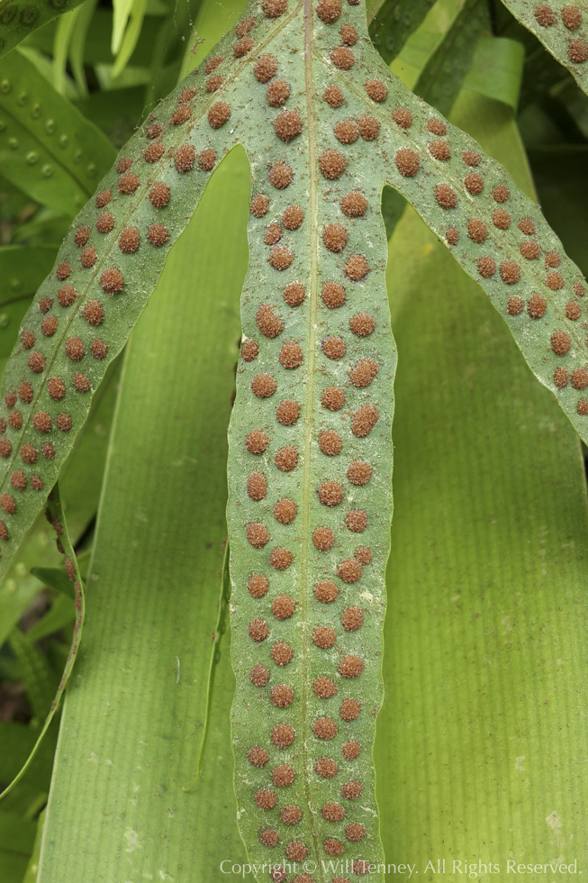 Fern Sporangia 2: Photograph by Will Tenney