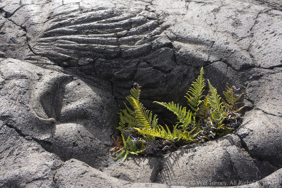 Ferns Take Hold: Photograph by Will Tenney