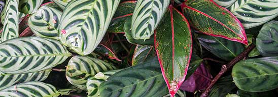 Painted Leaves (detail)