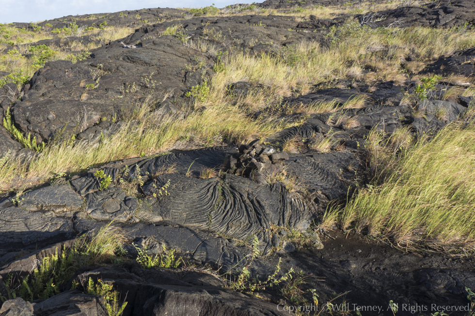 Lava Field at Pu‘u Loa: Photograph by Will Tenney