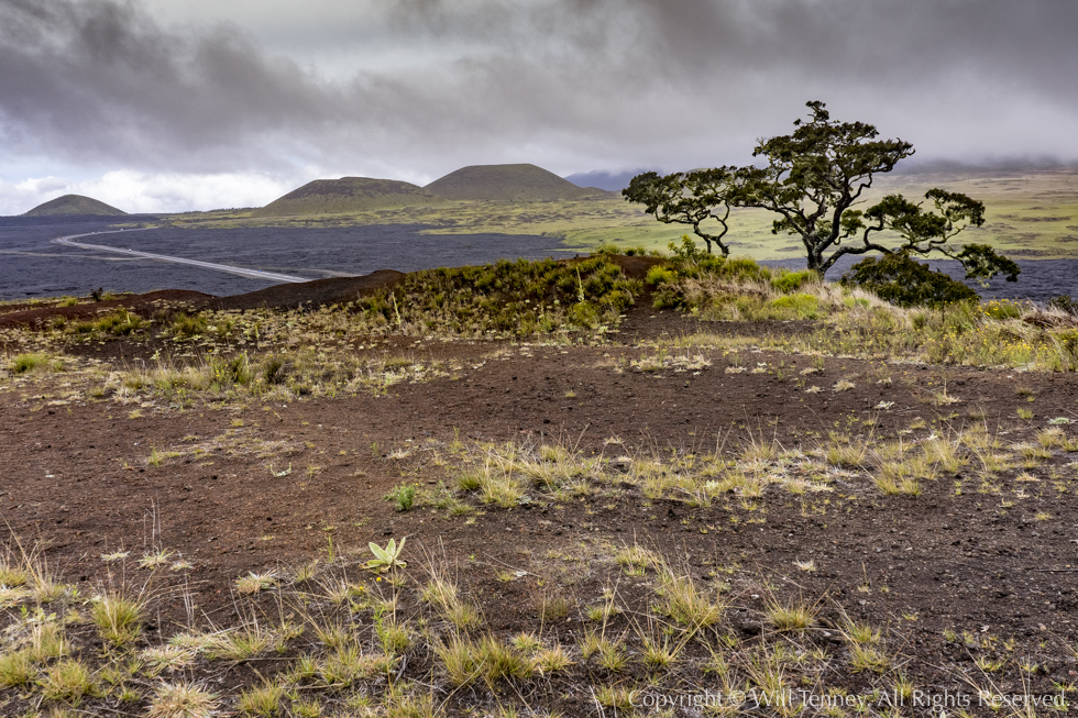 On Pu‘u Huluhulu: Photograph by Will Tenney