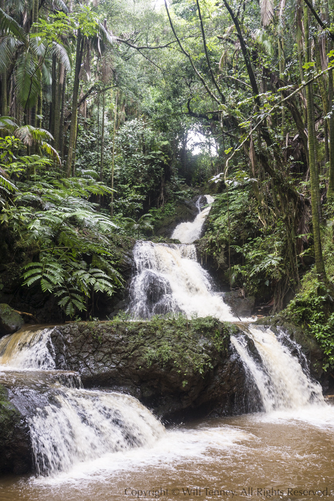 Onomea Falls: Photograph by Will Tenney