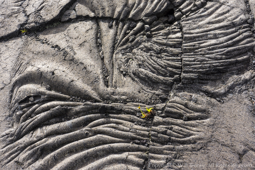 Pāhoehoe Life: Photograph by Will Tenney