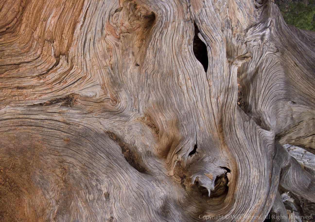 Desert Horse: Photograph by Will Tenney