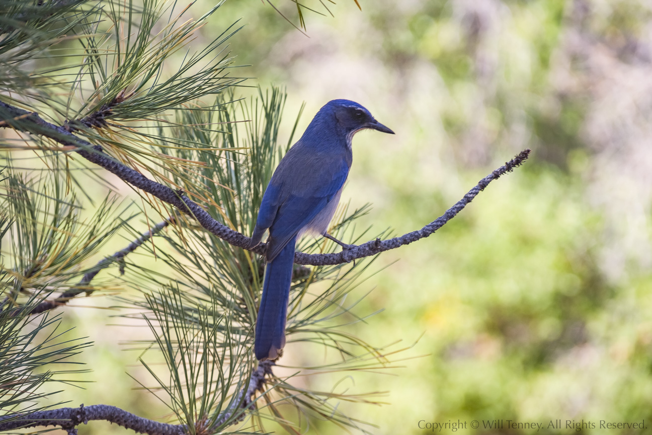 Mexican Jay: Photograph by Will Tenney