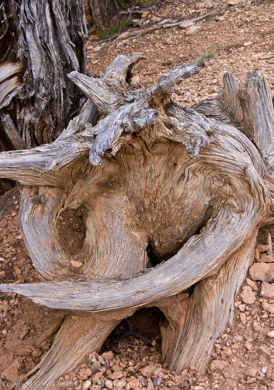 The Bow: Photograph by Will Tenney