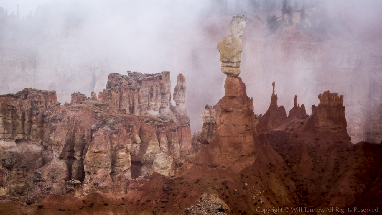 The Rabbit: Photograph by Will Tenney