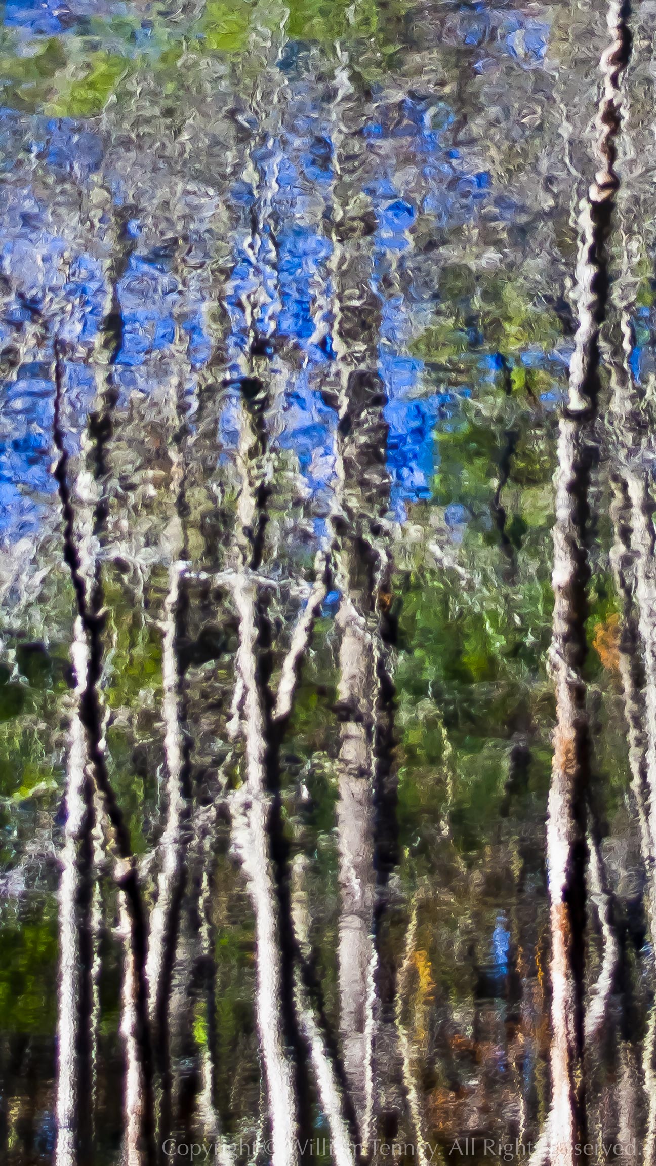 Long Pond Sentinels: Photograph by Will Tenney