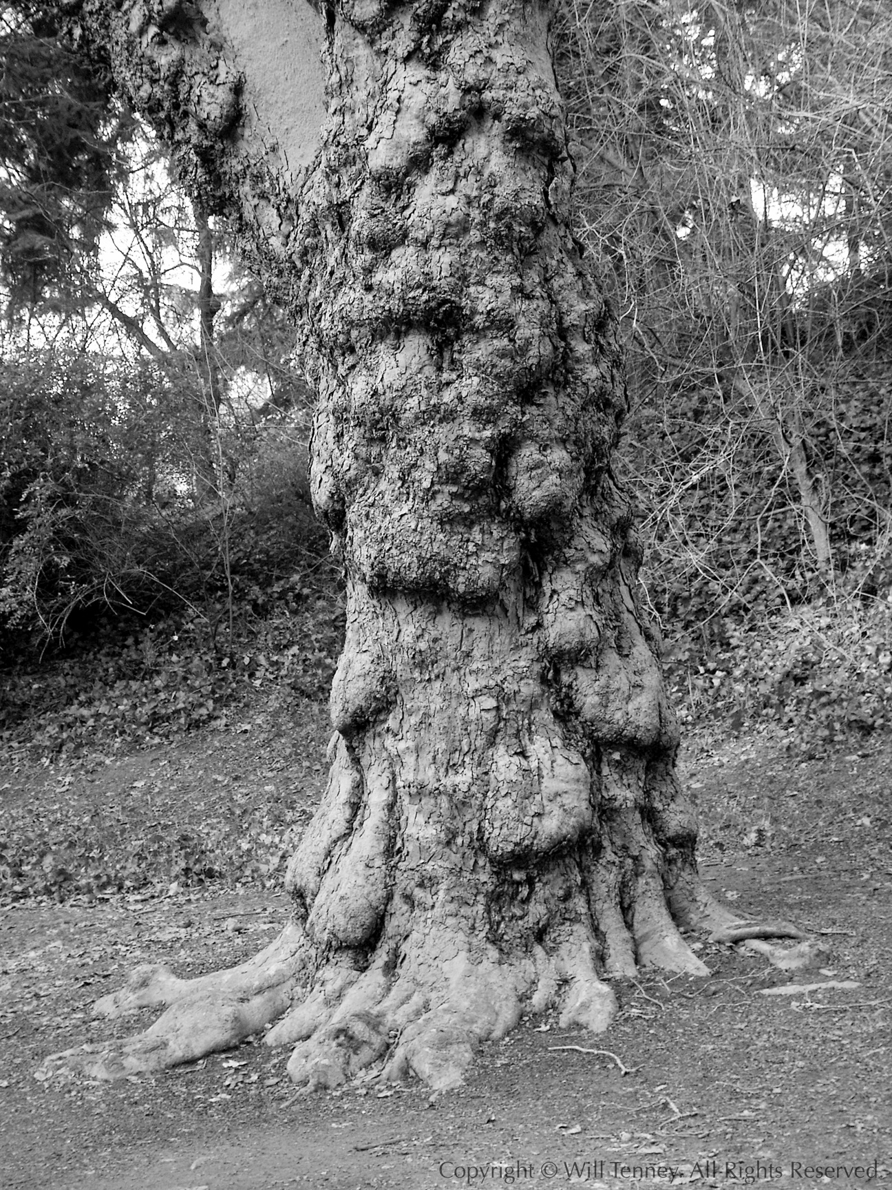 Laurelhurst Centenarian #1: Photograph by Will Tenney