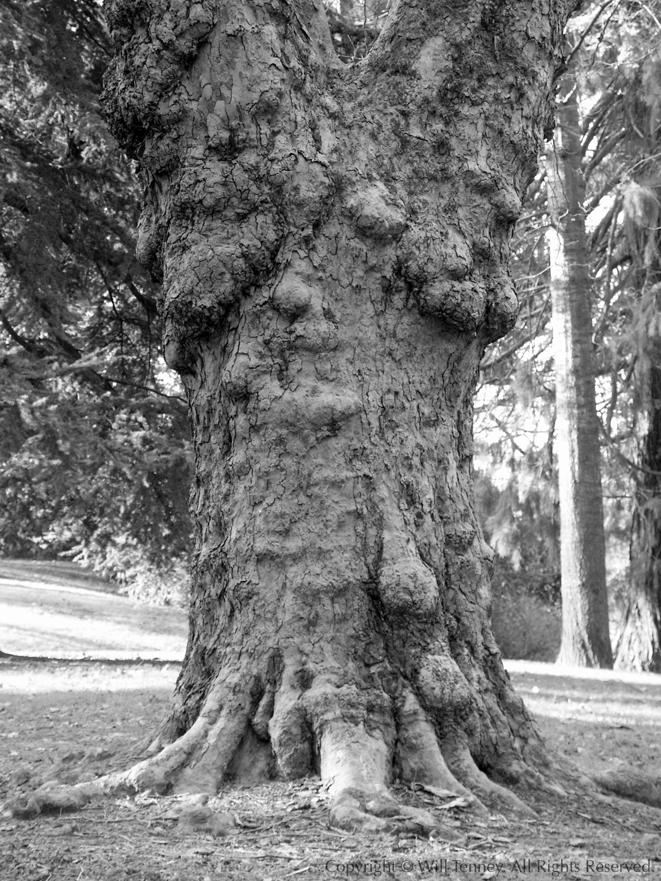 Laurelhurst Centenarian #2: Photograph by Will Tenney