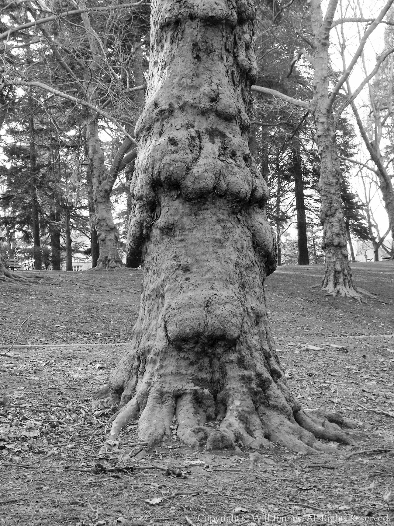 Laurelhurst Centenarian #3: Photograph by Will Tenney