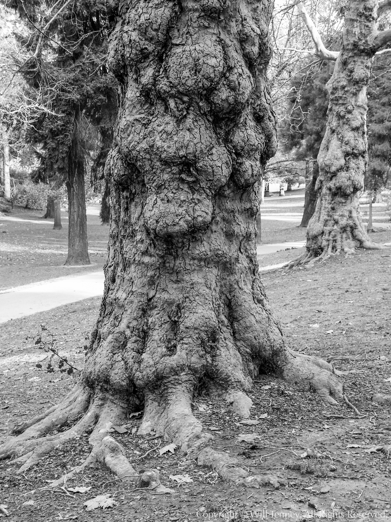 Laurelhurst Centenarian #7: Photograph by Will Tenney