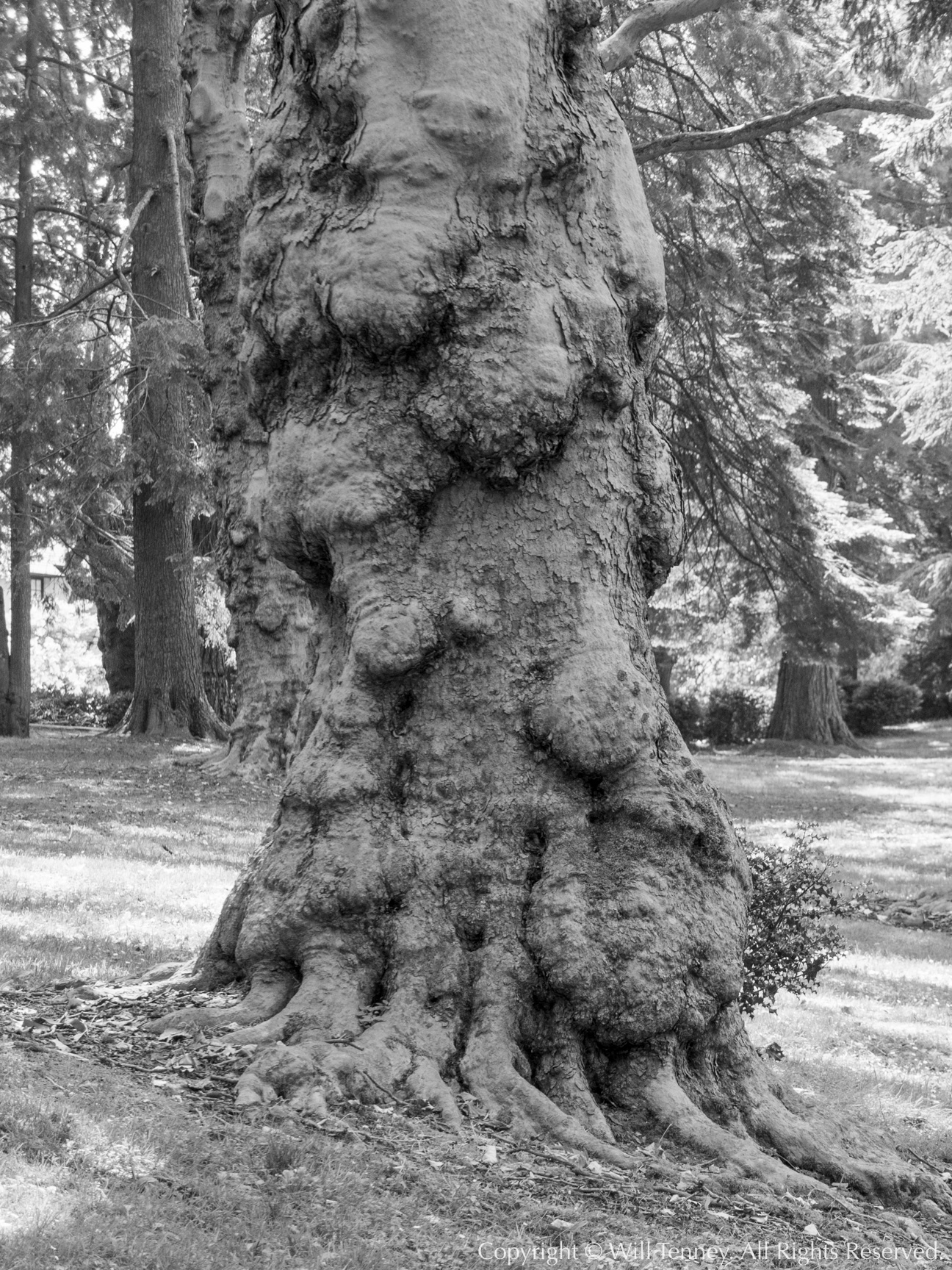 Laurelhurst Centenarian #8: Photograph by Will Tenney