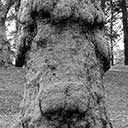 Laurelhurst Centenarians button